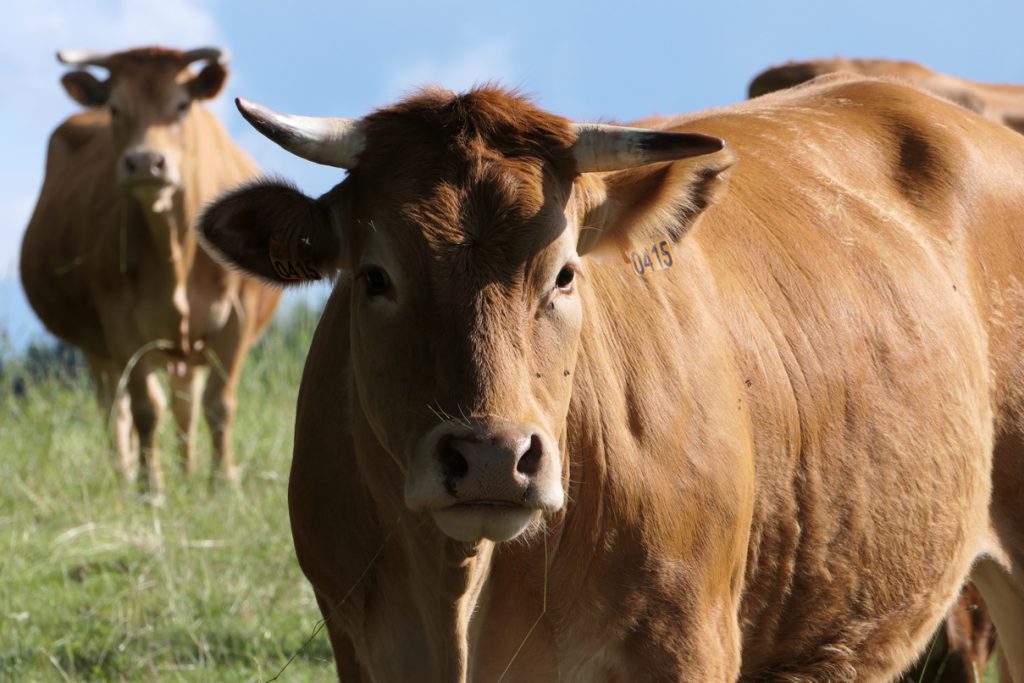 Vache limousine du Plateau de Millevaches en Limousin