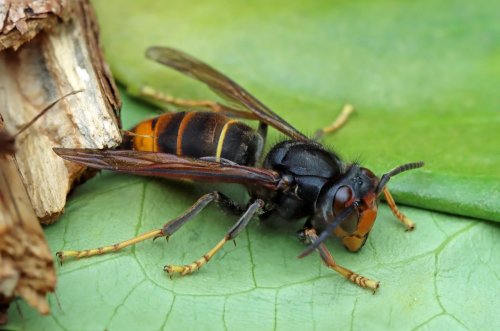 Frelon : la fausse bonne idée