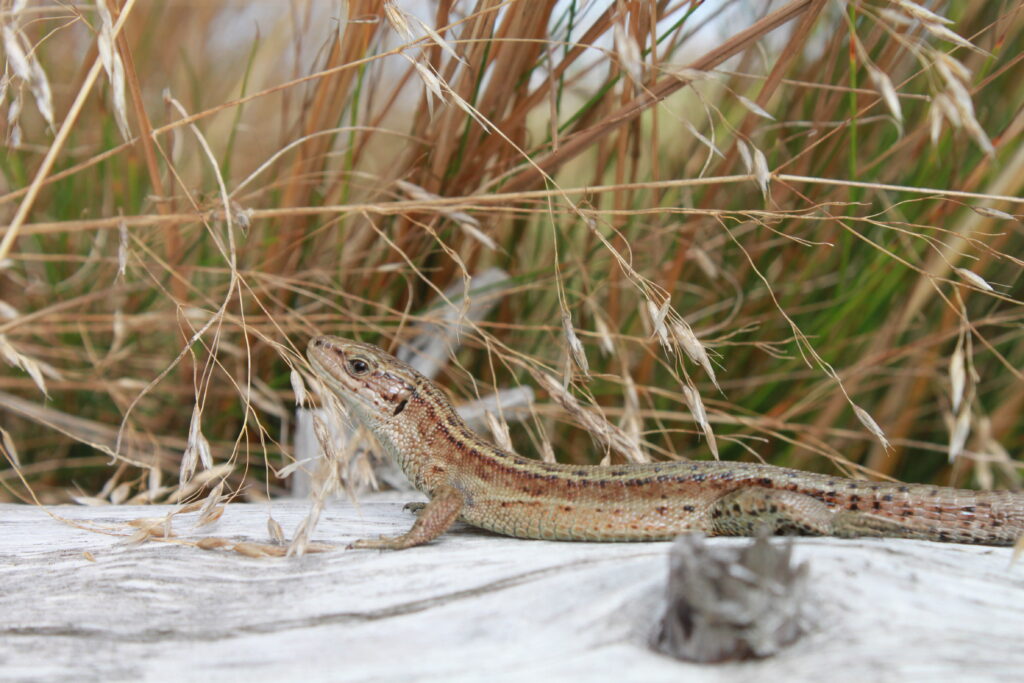 Lézard vivipare