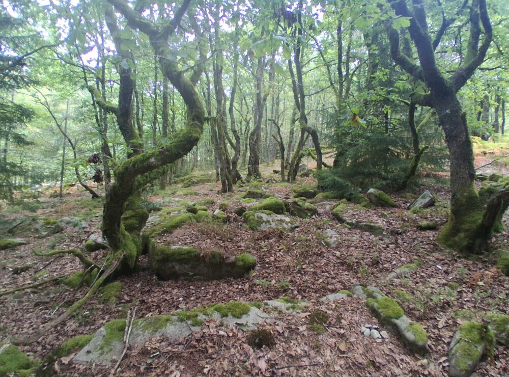 Bois de chênes tortueux
