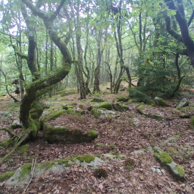 Bois de chênes tortueux