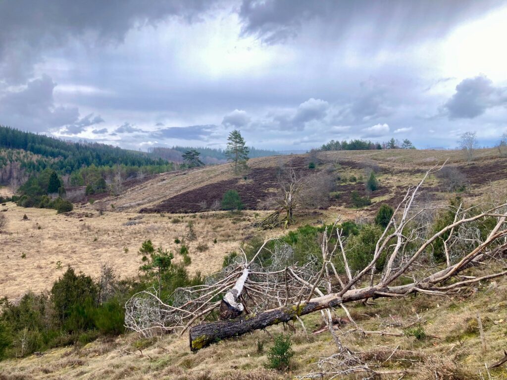 Tourbière (photo Carole Tessier CRNA)