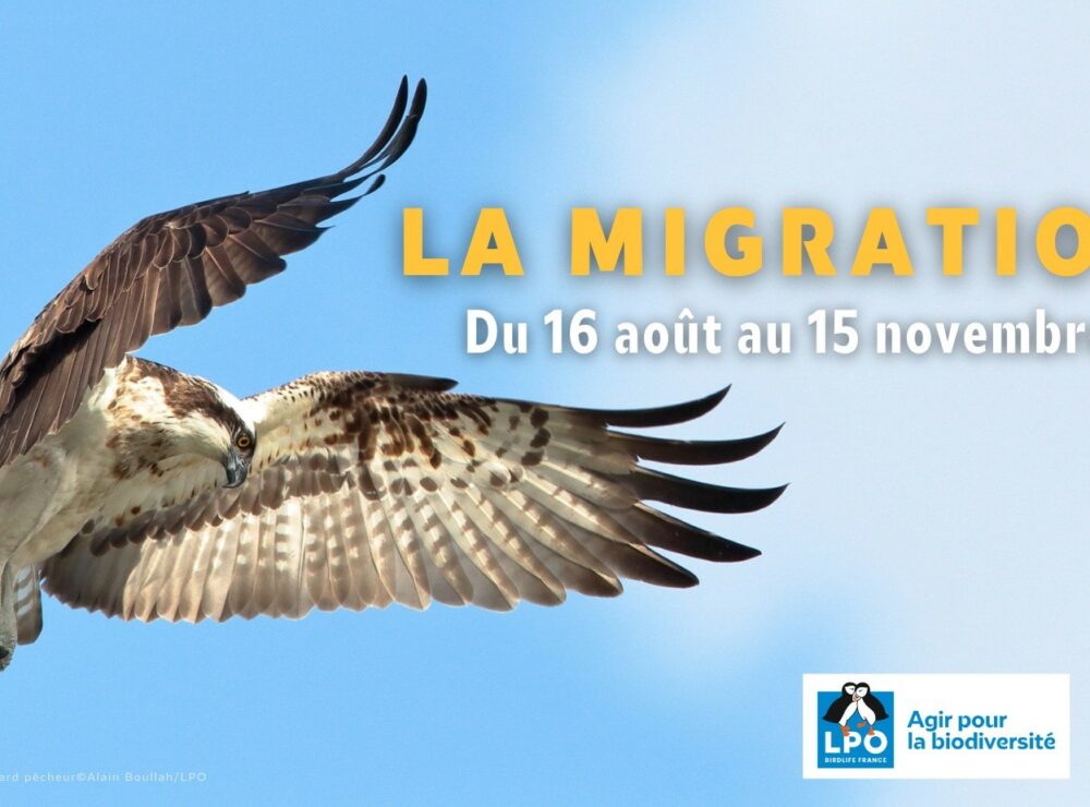 Participez au suivi de migration