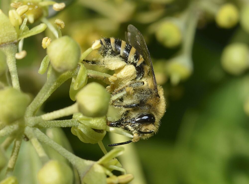 La Collète du lierre – abeille spécialiste