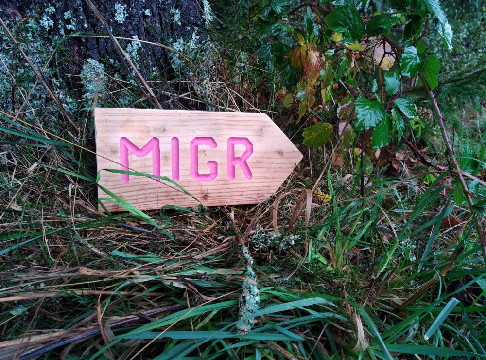 Les oiseaux migrateurs sont passés en nombre !