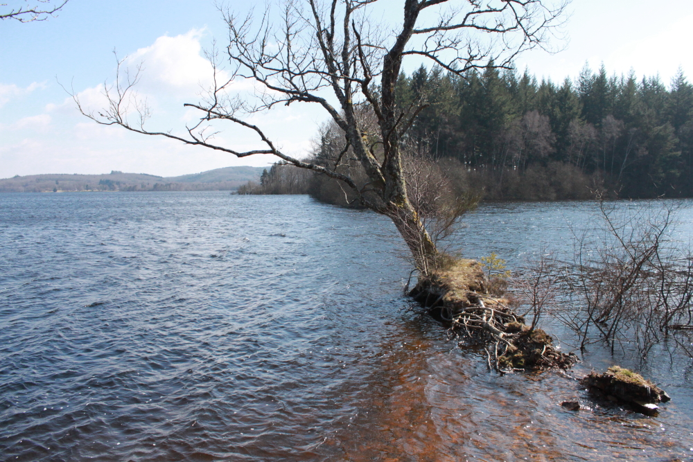 Un loutron relâché à Vassivière !