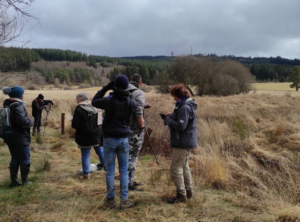 Sur le Plateau de Millevaches, la Pie-Grièche grise résiste