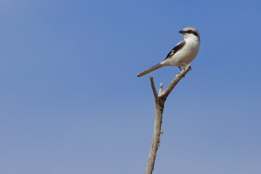 Pie-Grièche grise perchée