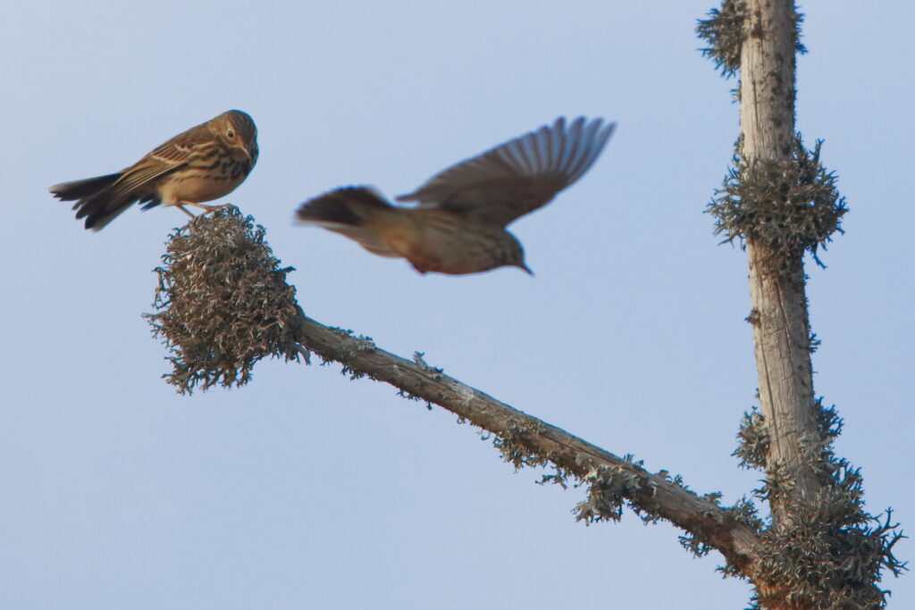 Deux pipits farlouses