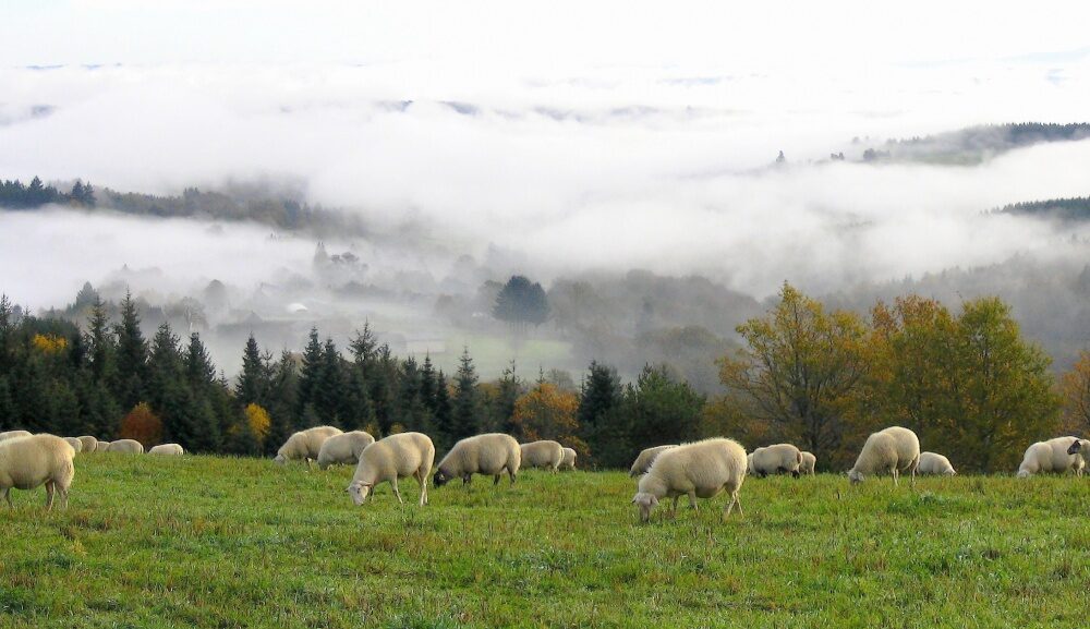Soutien du Parc naturel régional de Millevaches aux éleveurs