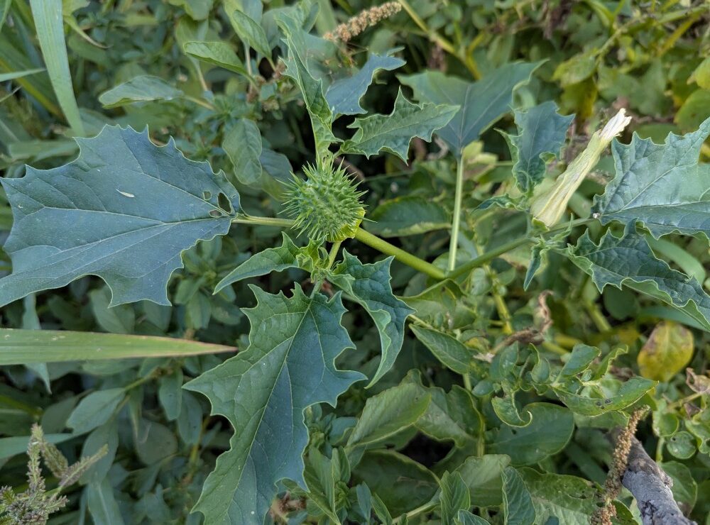 LE DATURA STRAMOINE, une plante toxique