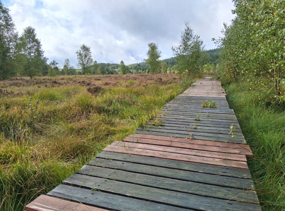 Projet bois local à Peyrelevade
