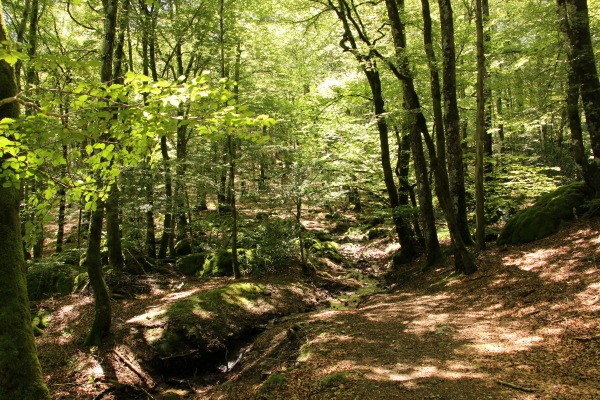Étude génétique sur 4 essences forestières et leur résistance face au changement climatique