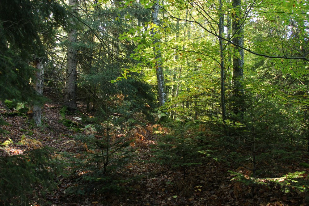 Formation aux travaux forestiers en Sylviculture Mélangée à Couvert Continu